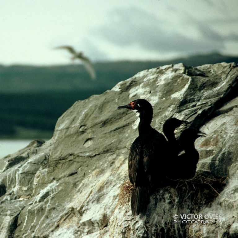 Cormora - Tierra de Fuego